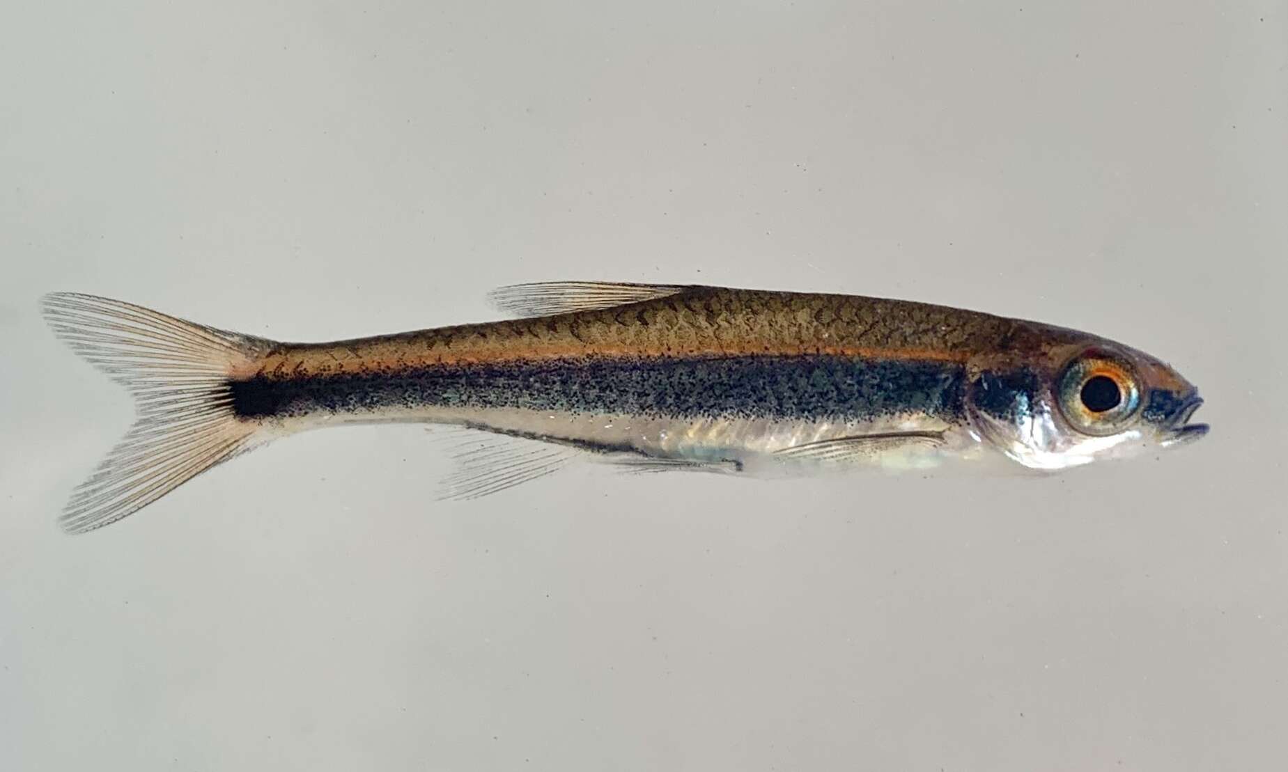 Imagem de Notropis cummingsae Myers 1925