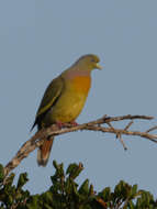 Image of Orange-breasted Green Pigeon