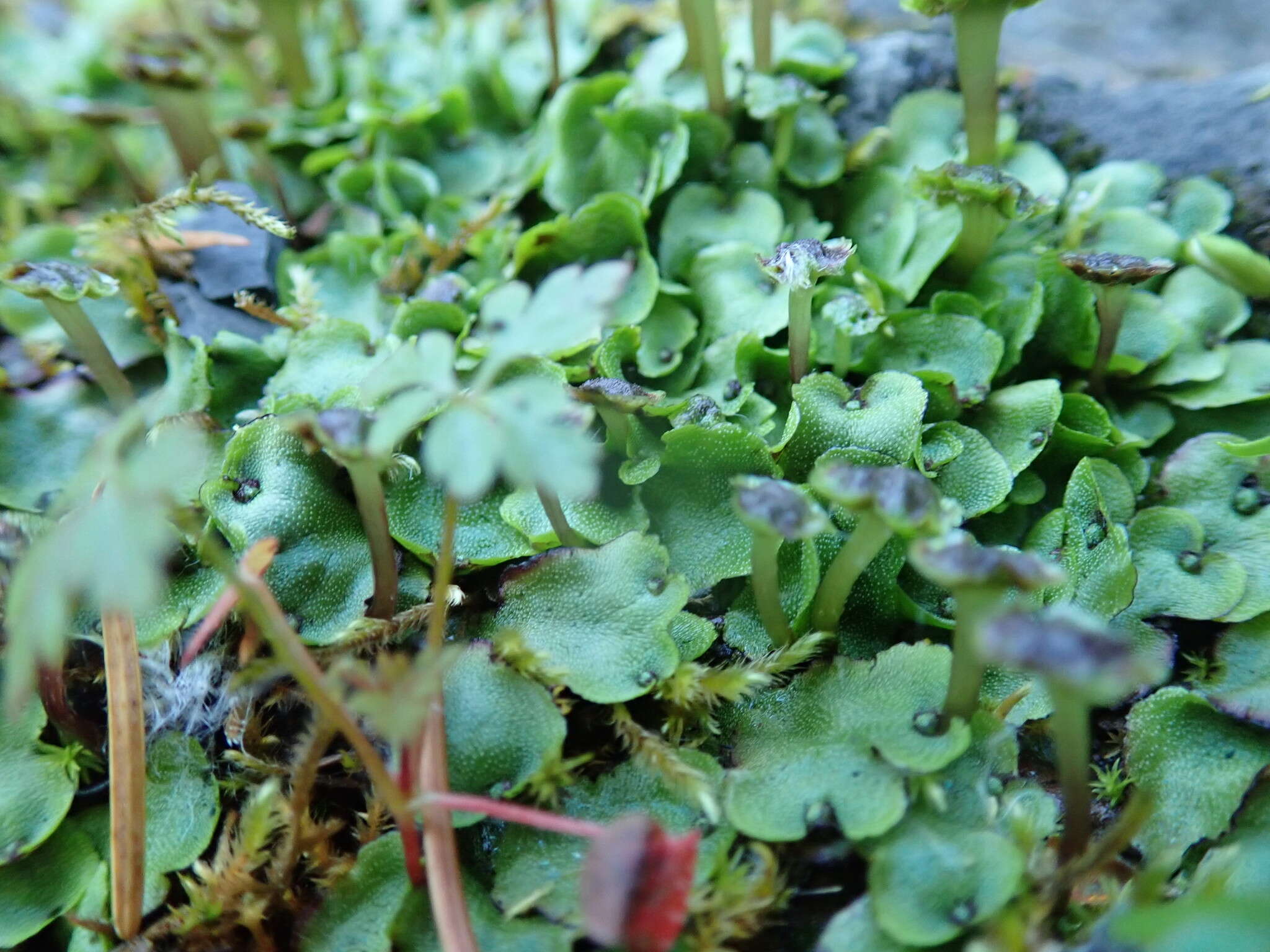 Image of Marchantia quadrata Scop.