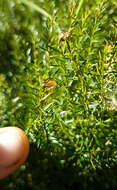 Image of Coriaria angustissima Hook. fil.