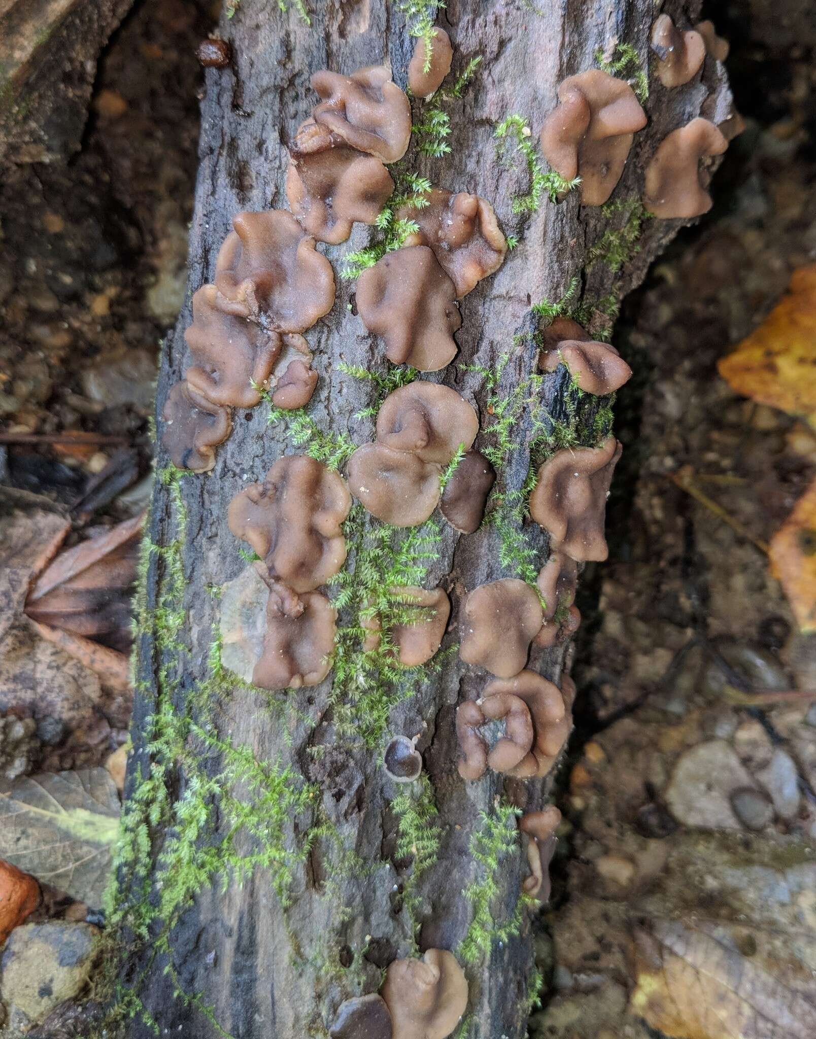 Image de Pachyella clypeata (Sacc.) Le Gal 1953