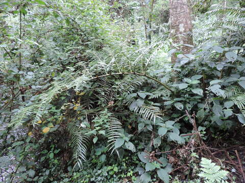 Plancia ëd Ptisana salicifolia (Schrad.) Senterre & Rouhan