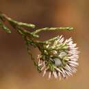 Image of Stoebe microphylla DC.