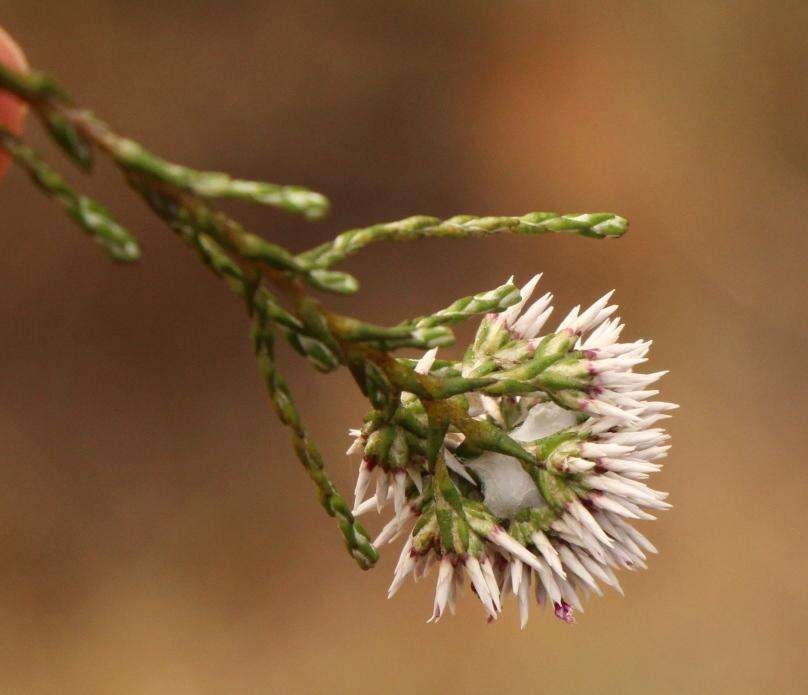 Image of Stoebe microphylla DC.