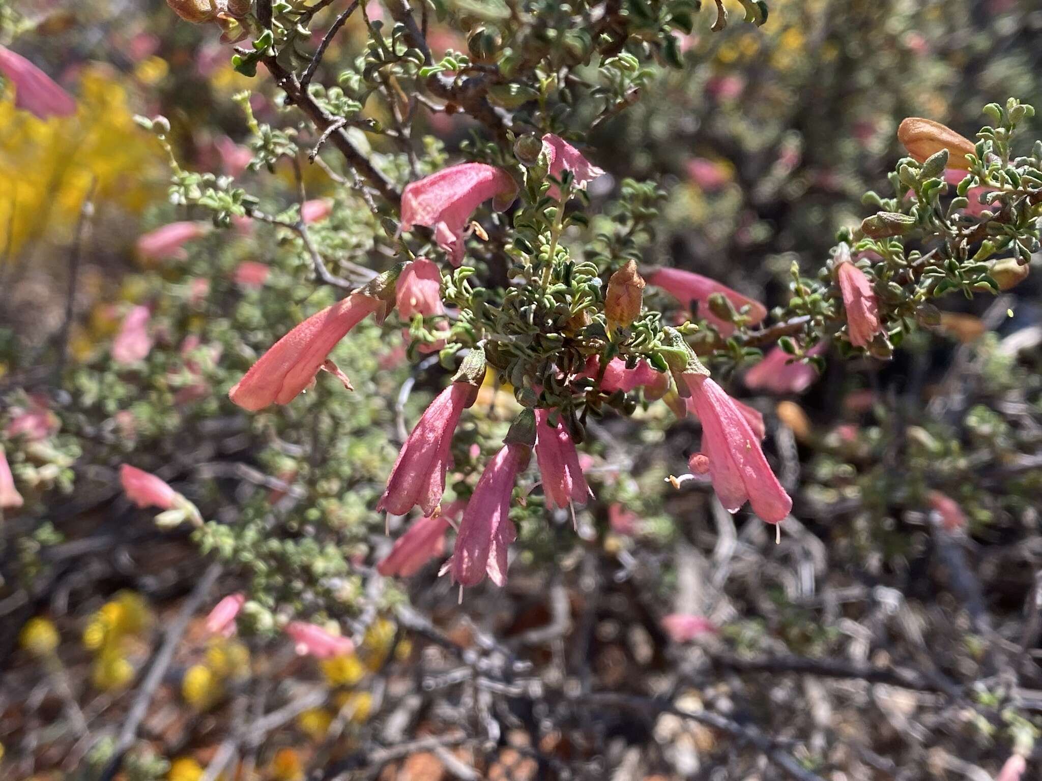 Image of Prostanthera grylloana F. Muell.