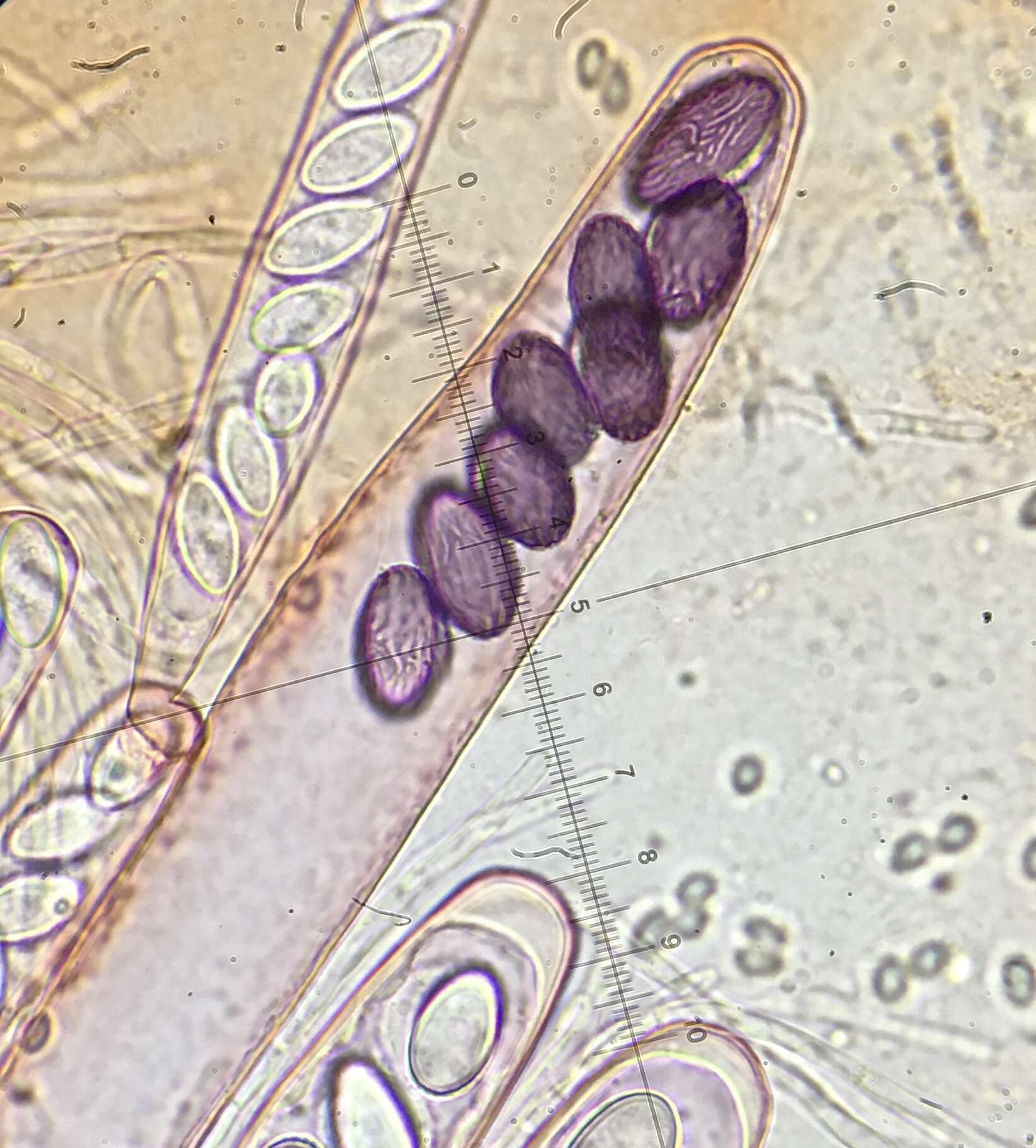 Image de Ascobolus michaudii Boud. 1907