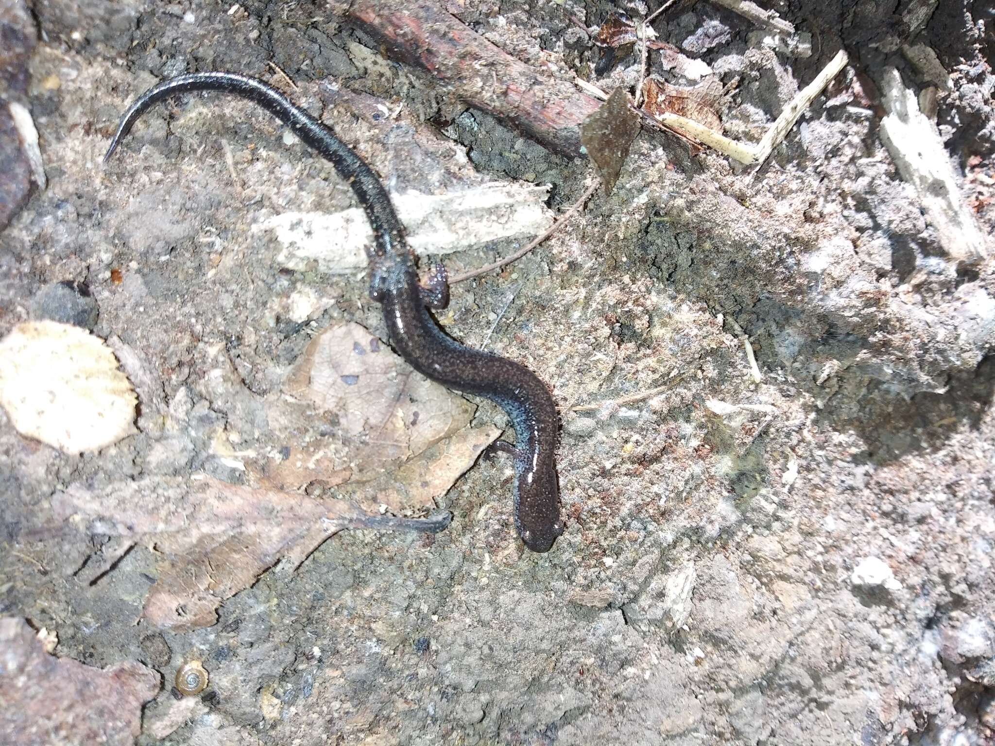 Image of Northern Ravine Salamander