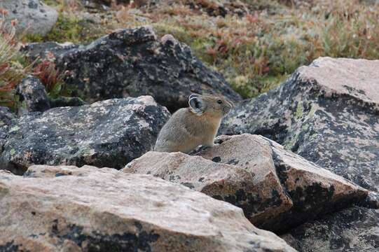 Image of Ochotona subgen. Pika Lacépède 1799