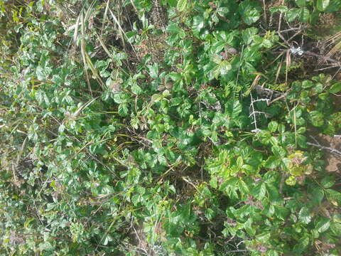 Image of Pacific poison oak