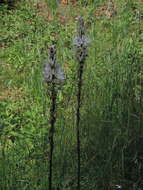 Image of Asphodelus macrocarpus subsp. macrocarpus