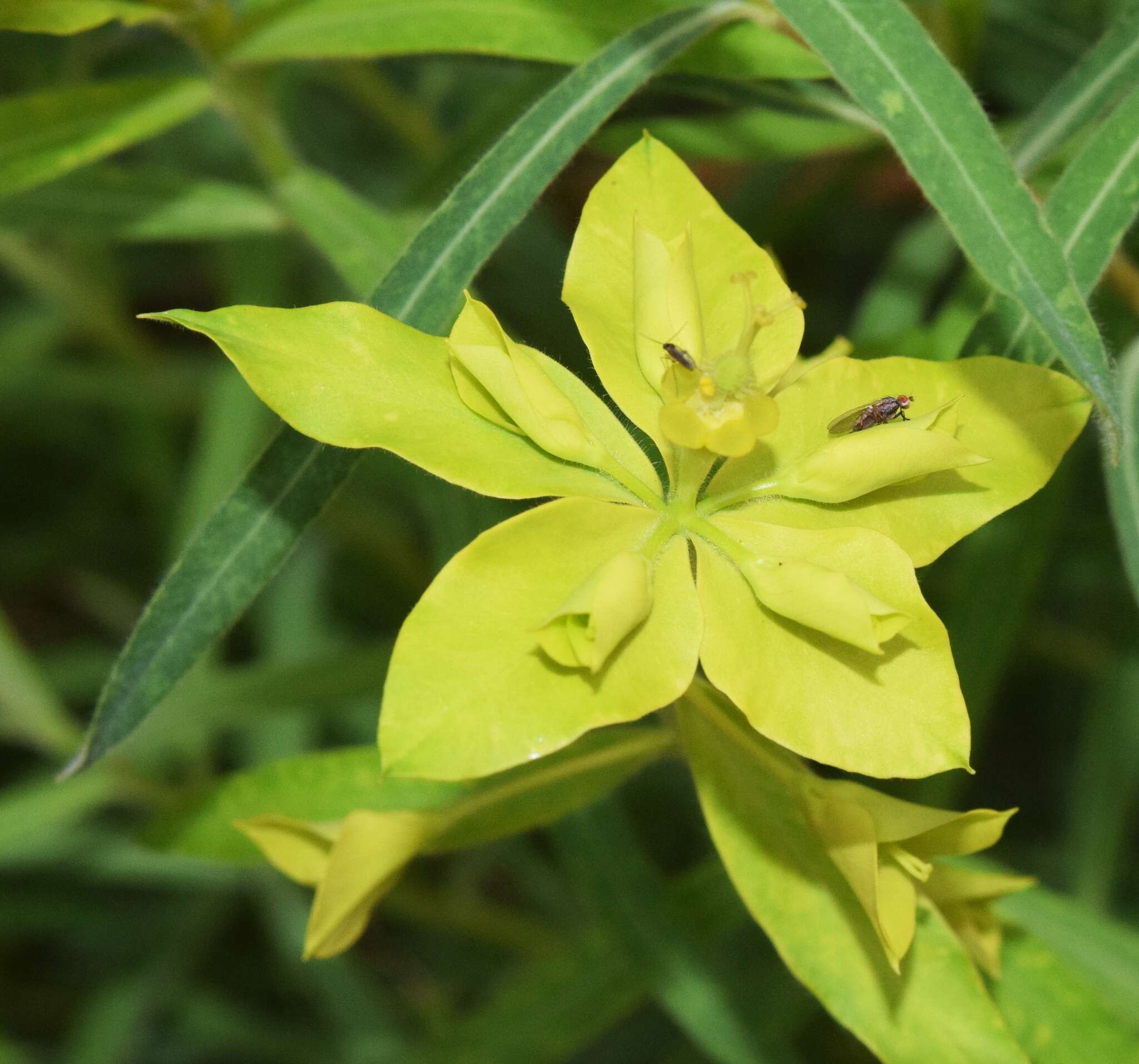 Euphorbia squamigera Loisel. resmi