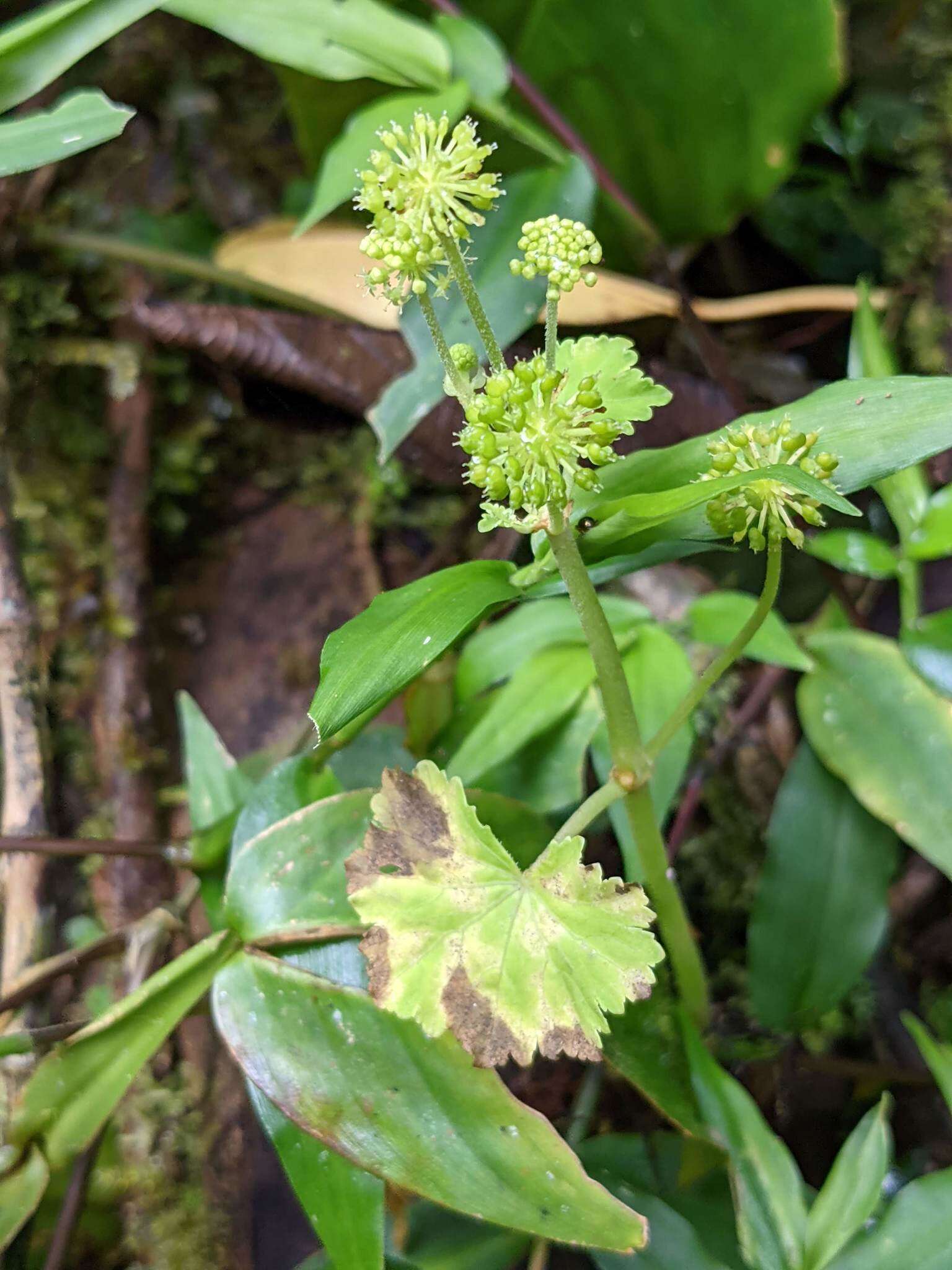 Image de Hydrocotyle mexicana Cham. & Schltdl.