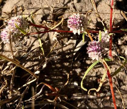 Image of Gomphrena canescens R. Br.