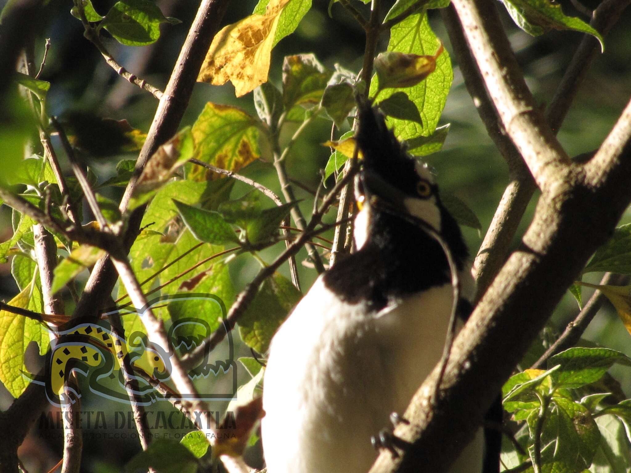 Imagem de Cyanocorax dickeyi Moore & RT 1935