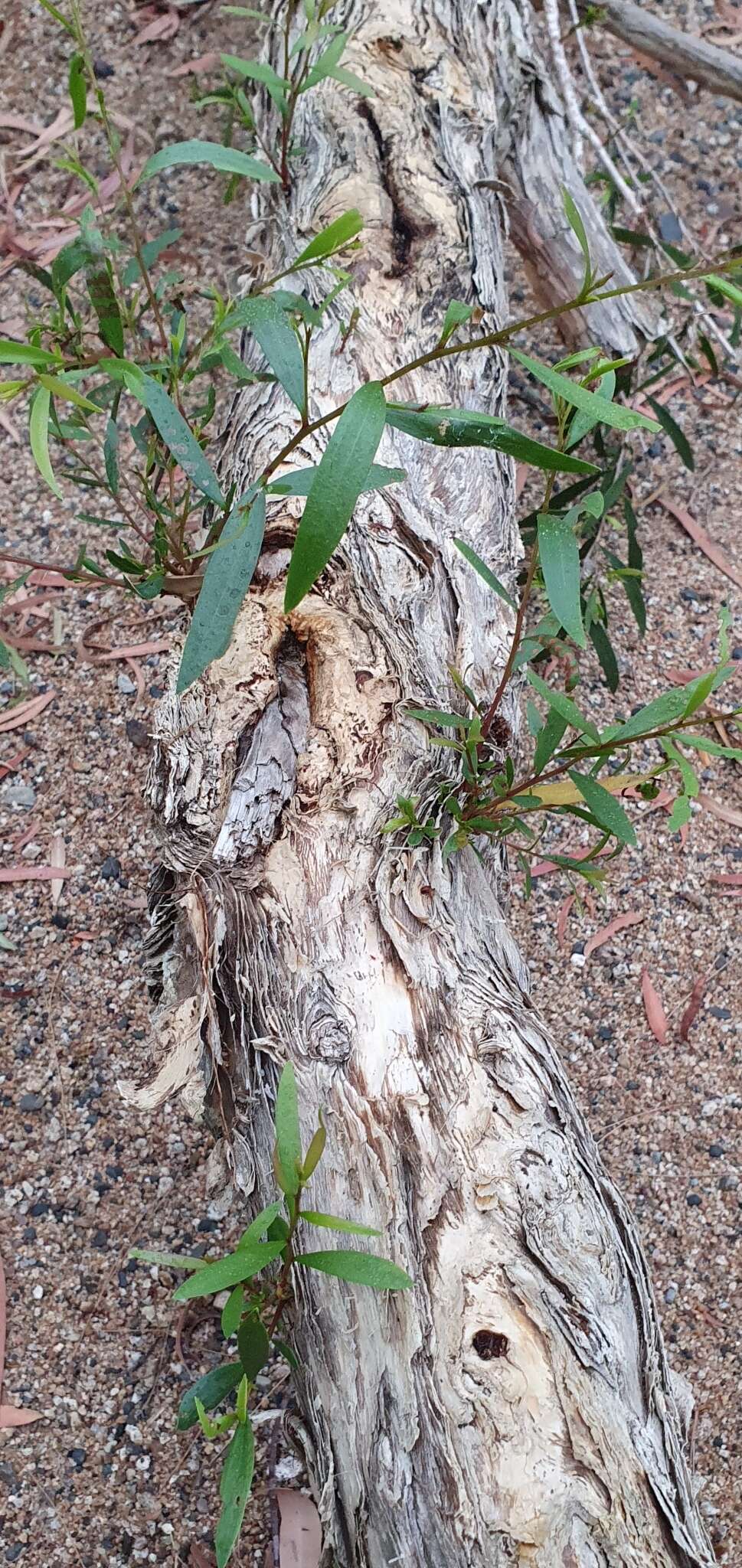 Sivun Melaleuca fluviatilis B. A. Barlow kuva