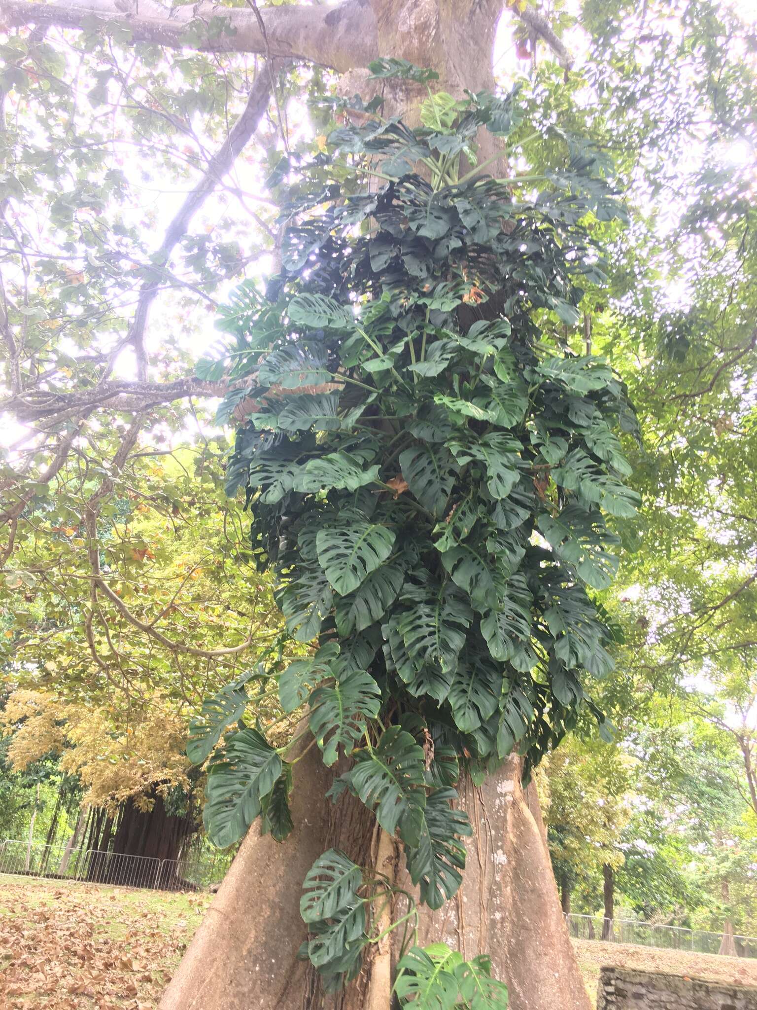 Image of Monstera adansonii subsp. laniata (Schott) Mayo & I. M. Andrade