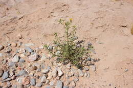 Image of Heterotheca cinerascens (S. F. Blake) G. L. Nesom