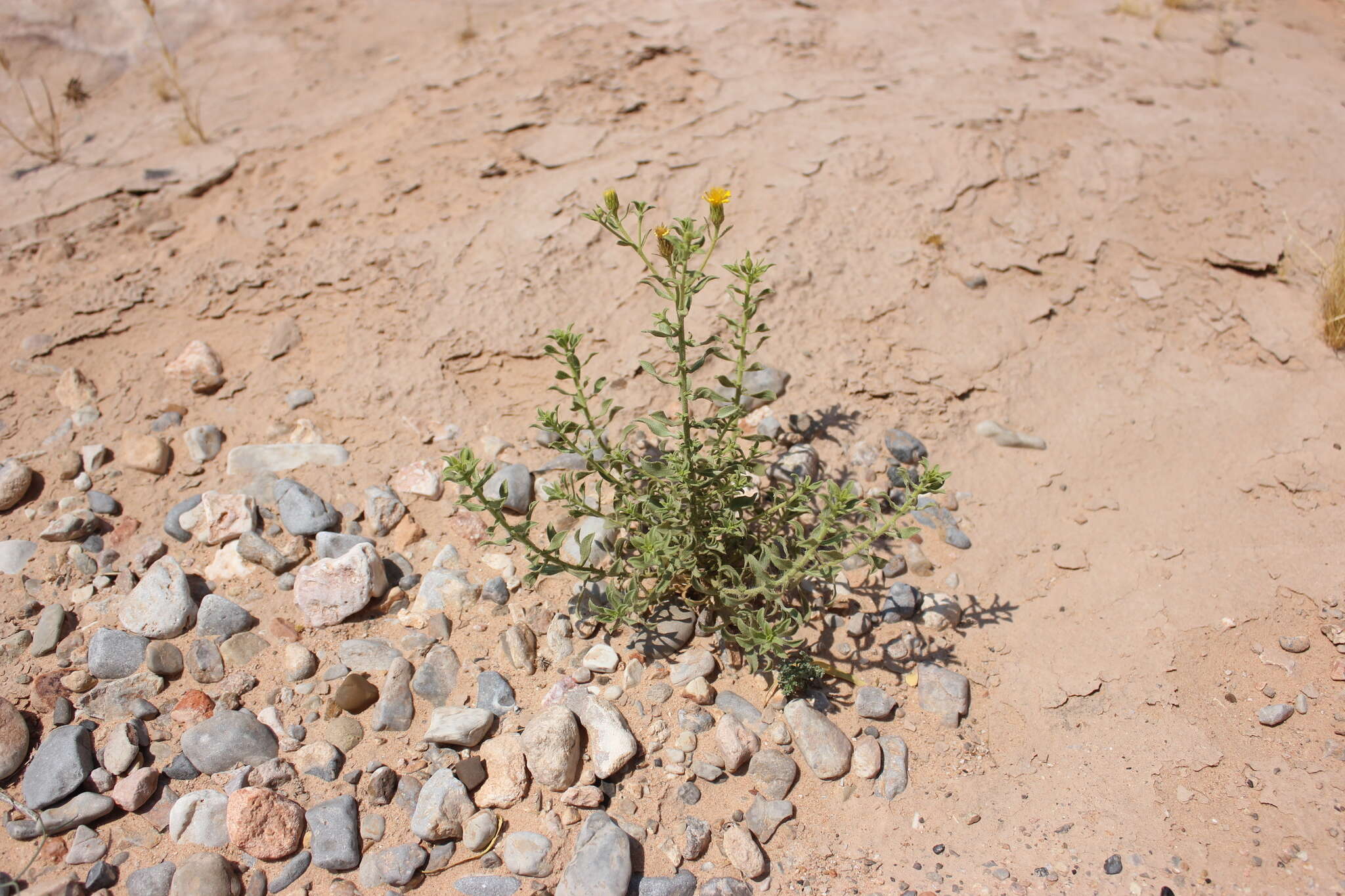 Image of Heterotheca cinerascens (S. F. Blake) G. L. Nesom