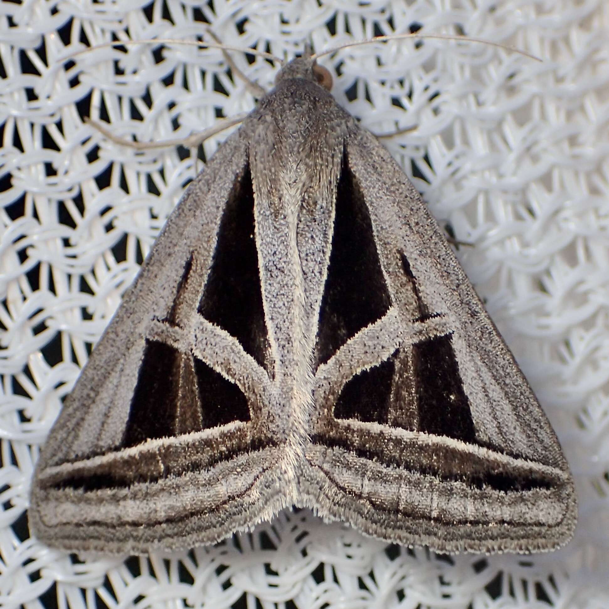 Image of Callistege triangula Barnes & McDunnough 1918