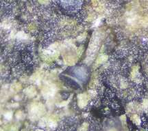 Image of Allocalicium adaequatum