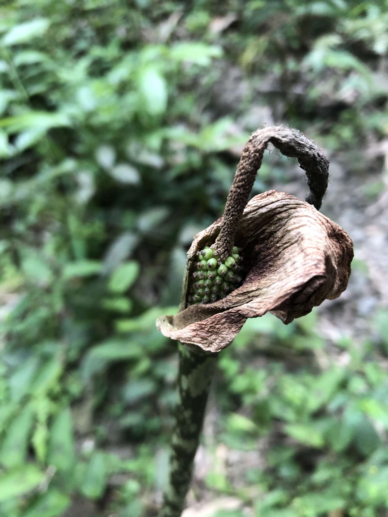 Amorphophallus hirtus N. E. Br. resmi