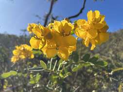 Слика од Senna corifolia (Benth.) H. S. Irwin & Barneby