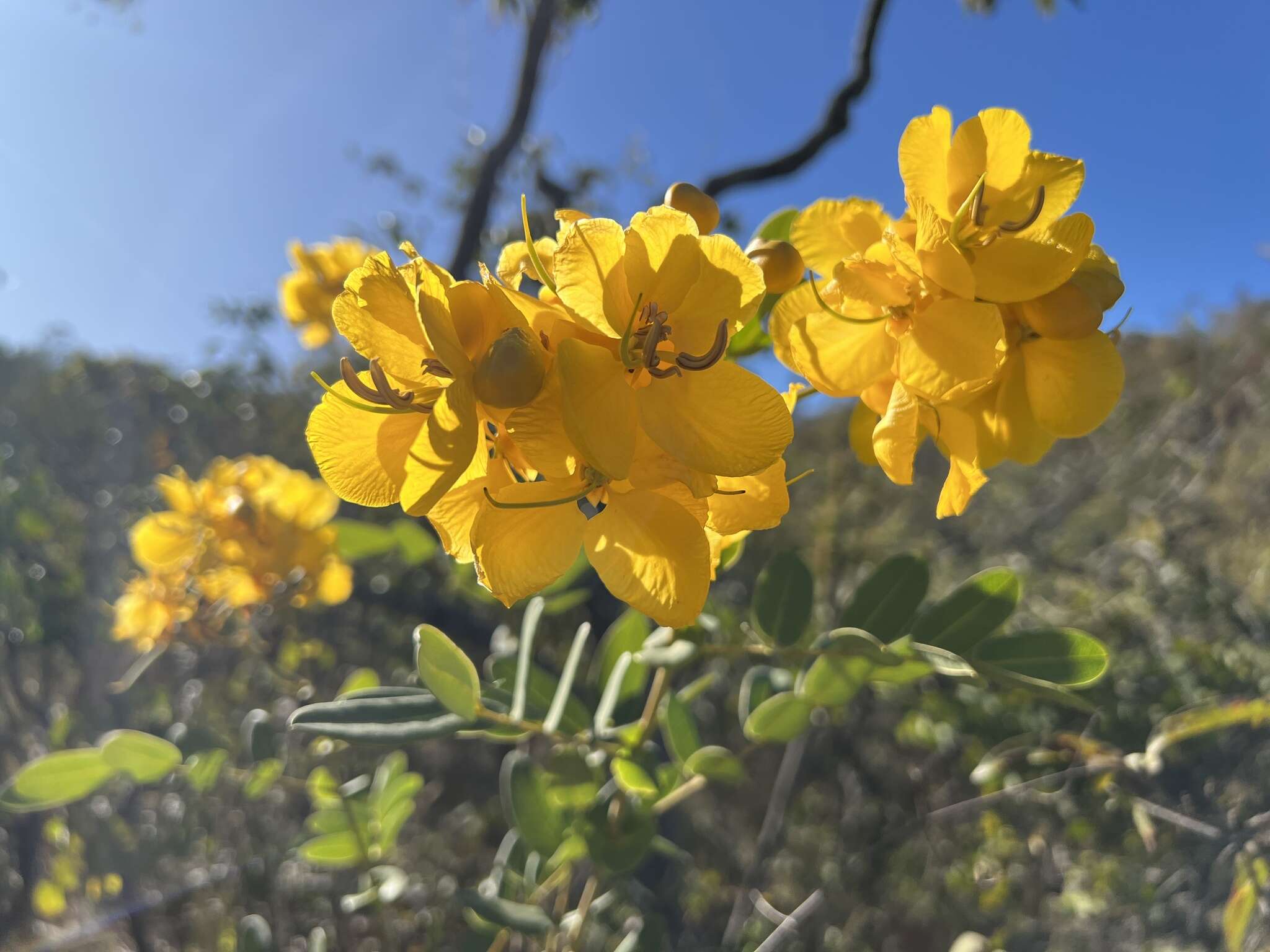 Senna corifolia (Benth.) H. S. Irwin & Barneby resmi