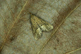 Image of White-line snout moth