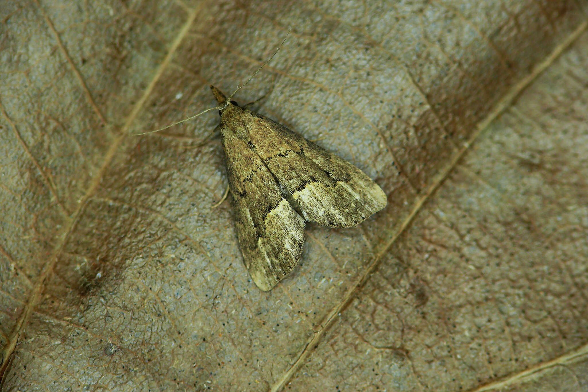 Image of White-line snout moth