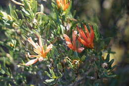 Image of Lambertia multiflora Lindl.