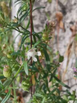 Image of Chaenorhinum minus subsp. minus