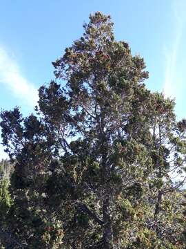 Image of Cordilleran Cypress