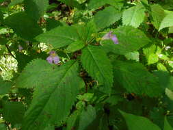 Image de Impatiens furcillata Hemsl. ex Forb. & Hemsl.