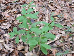 Image of Greater St. John's-Wort