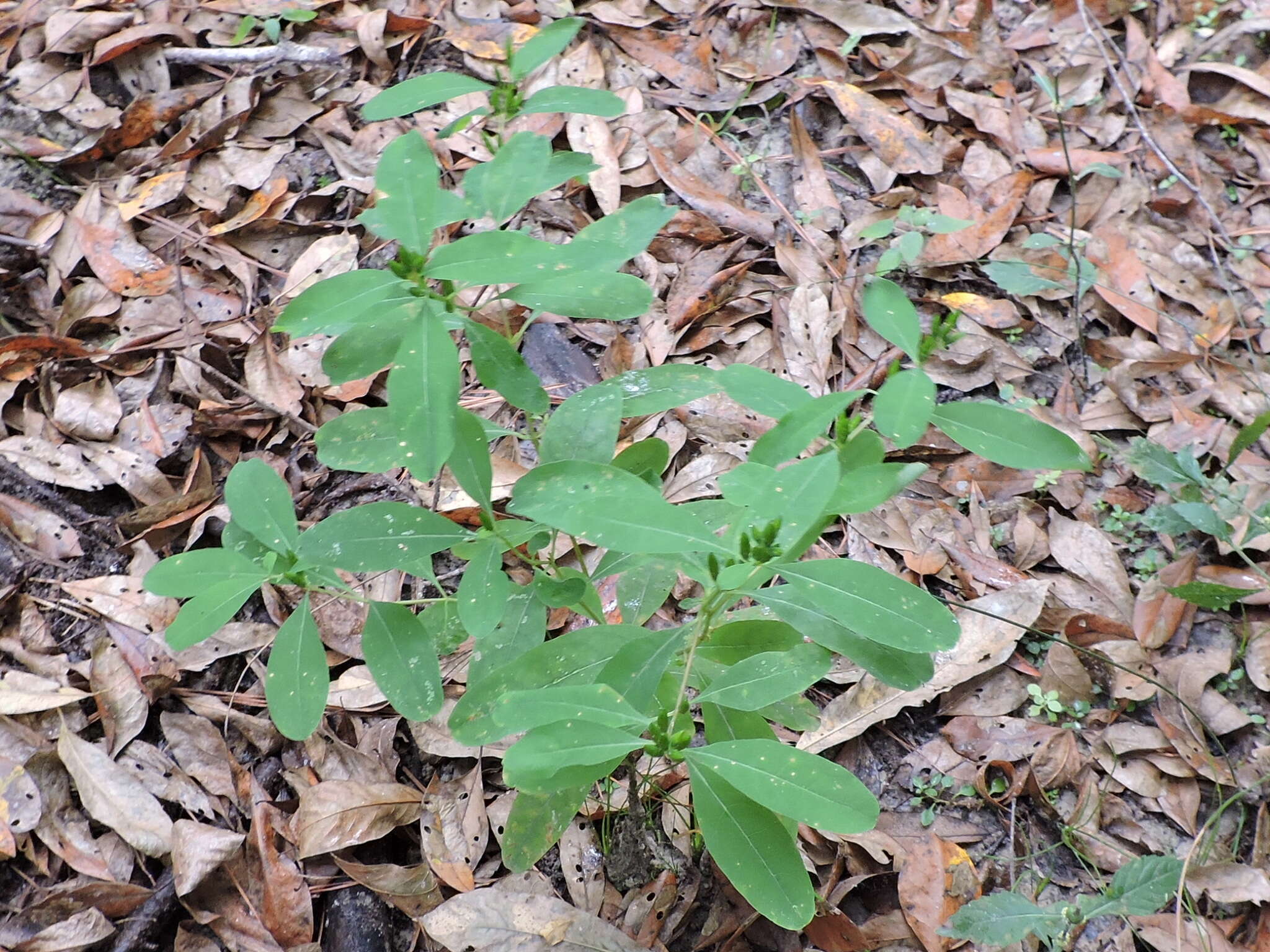 Image of Greater St. John's-Wort