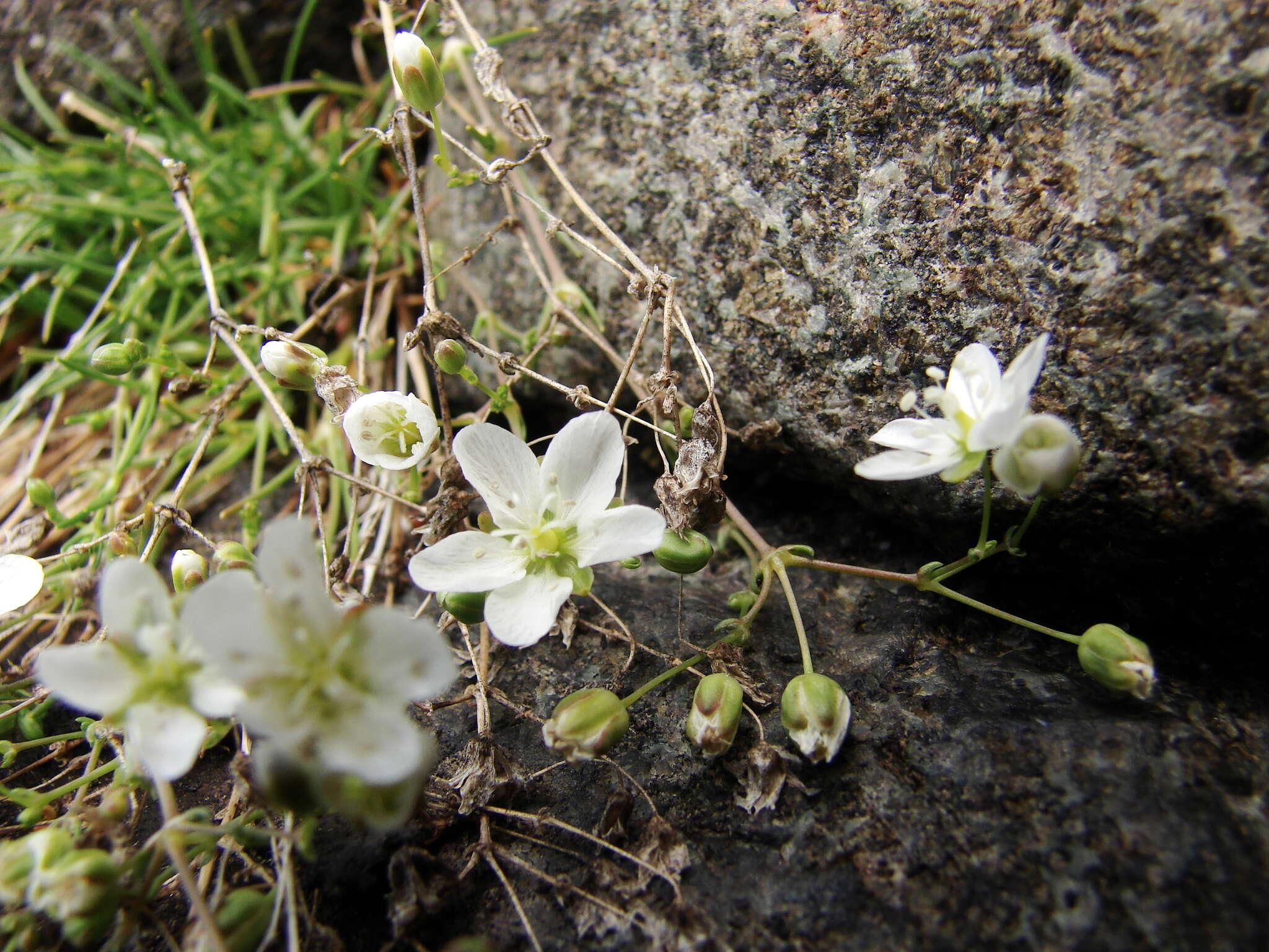 Image of knotted pearlwort