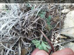 Image of tuber anemone