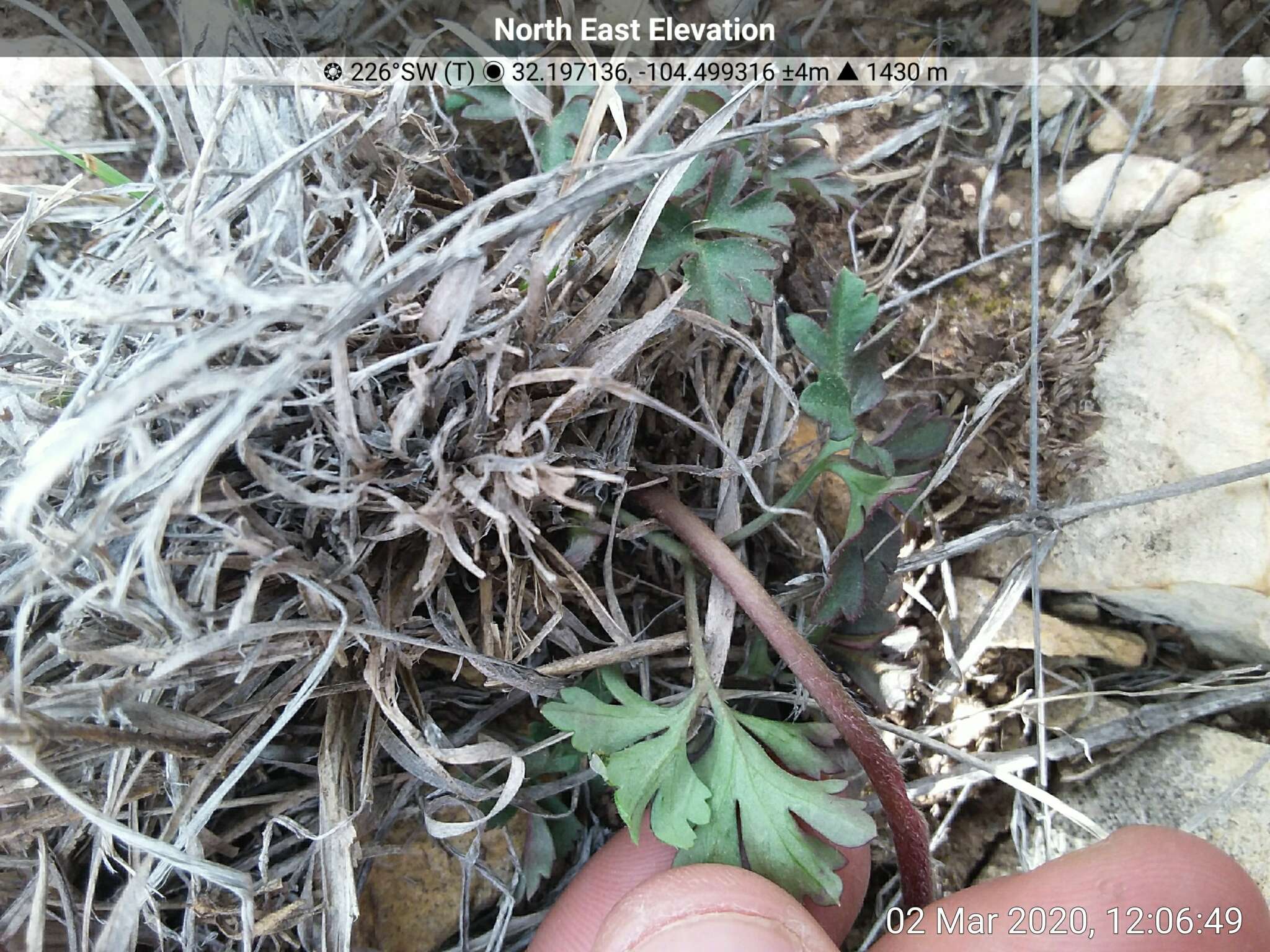 Image de Anemone tuberosa var. texana M. Enquist & B. Crozier