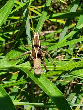 Слика од Paratylotropidia brunneri Scudder & S. H. 1897