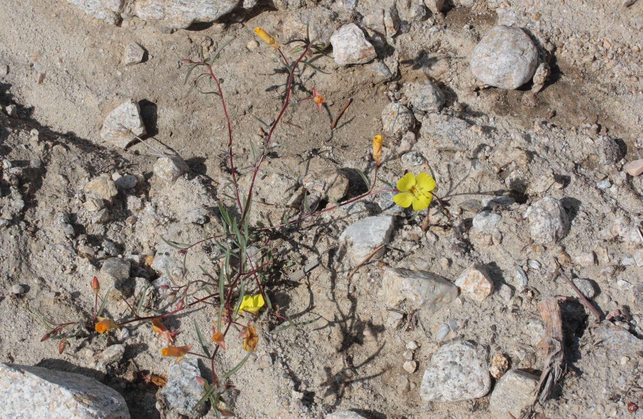 Image of Mojave suncup