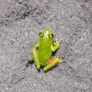 Image of Olive Reed Frog