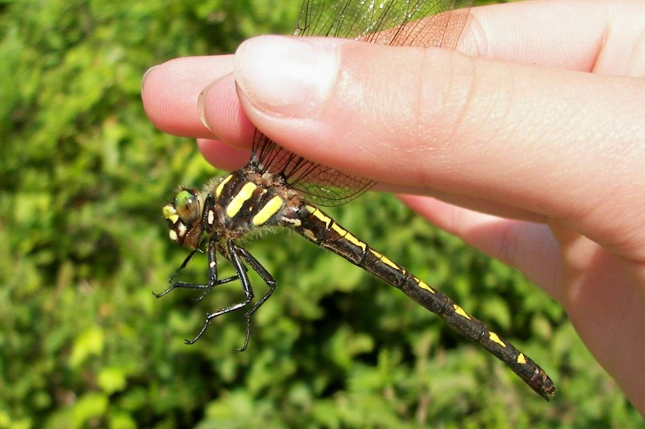 Image of Delta-spotted Spiketail