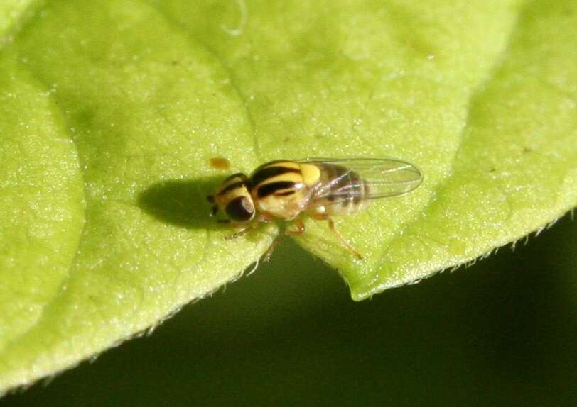 Image of Chloropid fly