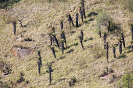 Aloe candelabrum A. Berger resmi