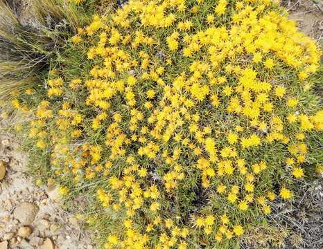 Imagem de Chuquiraga aurea Skottsb.