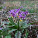 Image of Erythronium sajanense Stepanov & Stassova