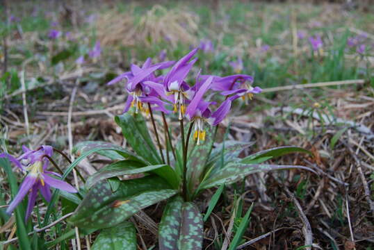 Image of Erythronium sajanense Stepanov & Stassova