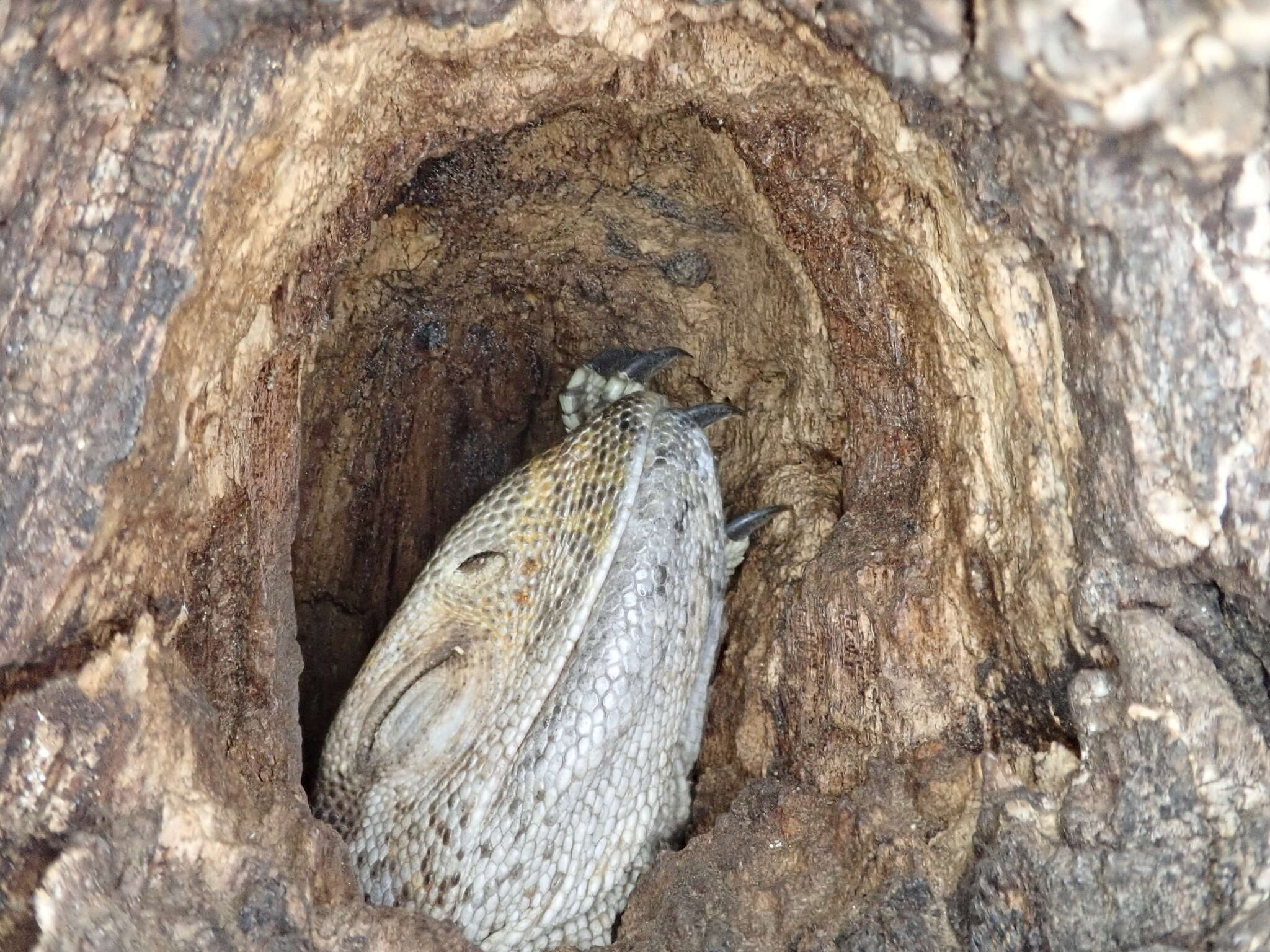 Image of White-throated Monitor