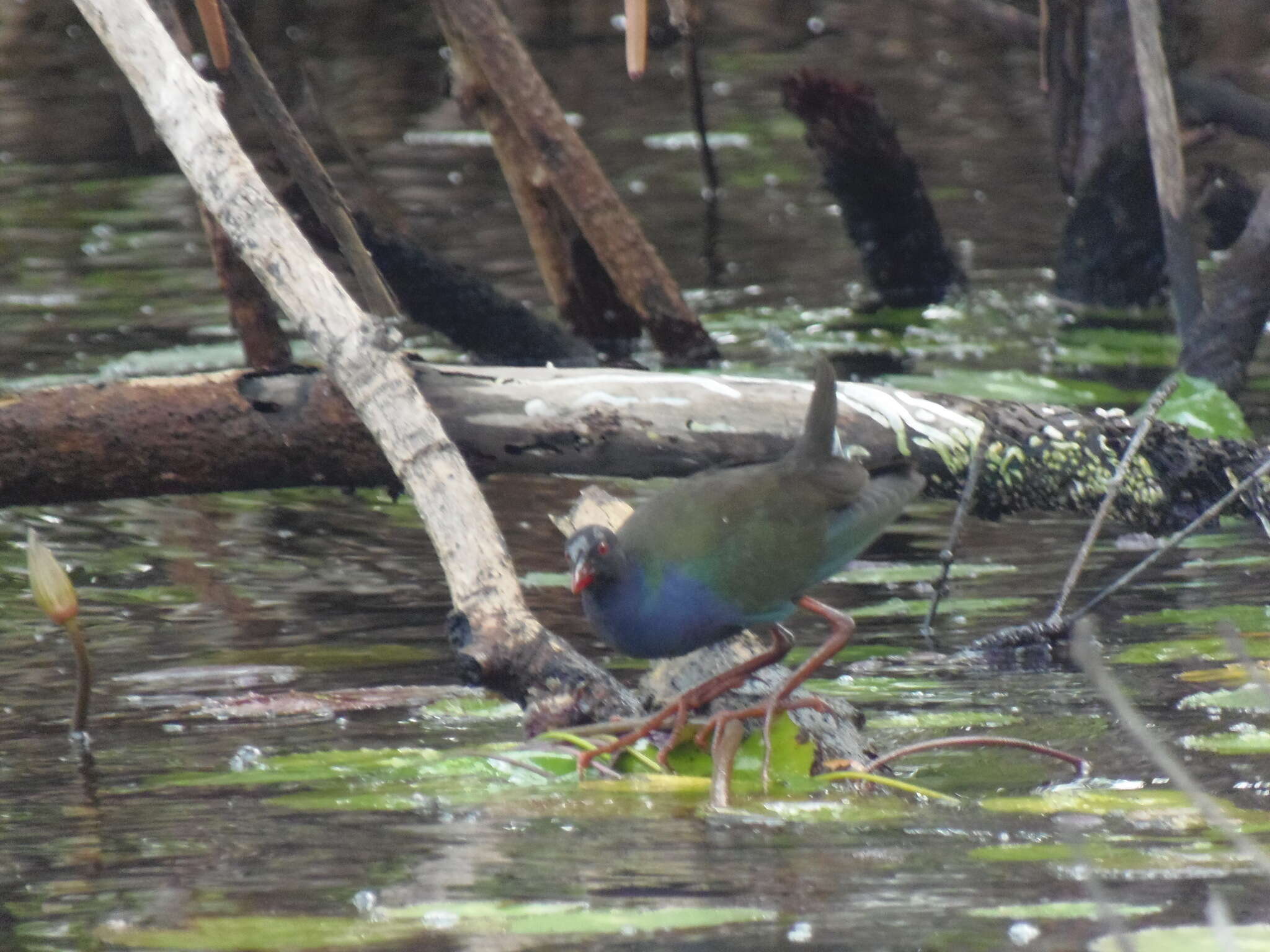 Image of Allen's Gallinule