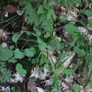 Image of Saxifraga rotundifolia var. coriifolia Somm. & Lev.
